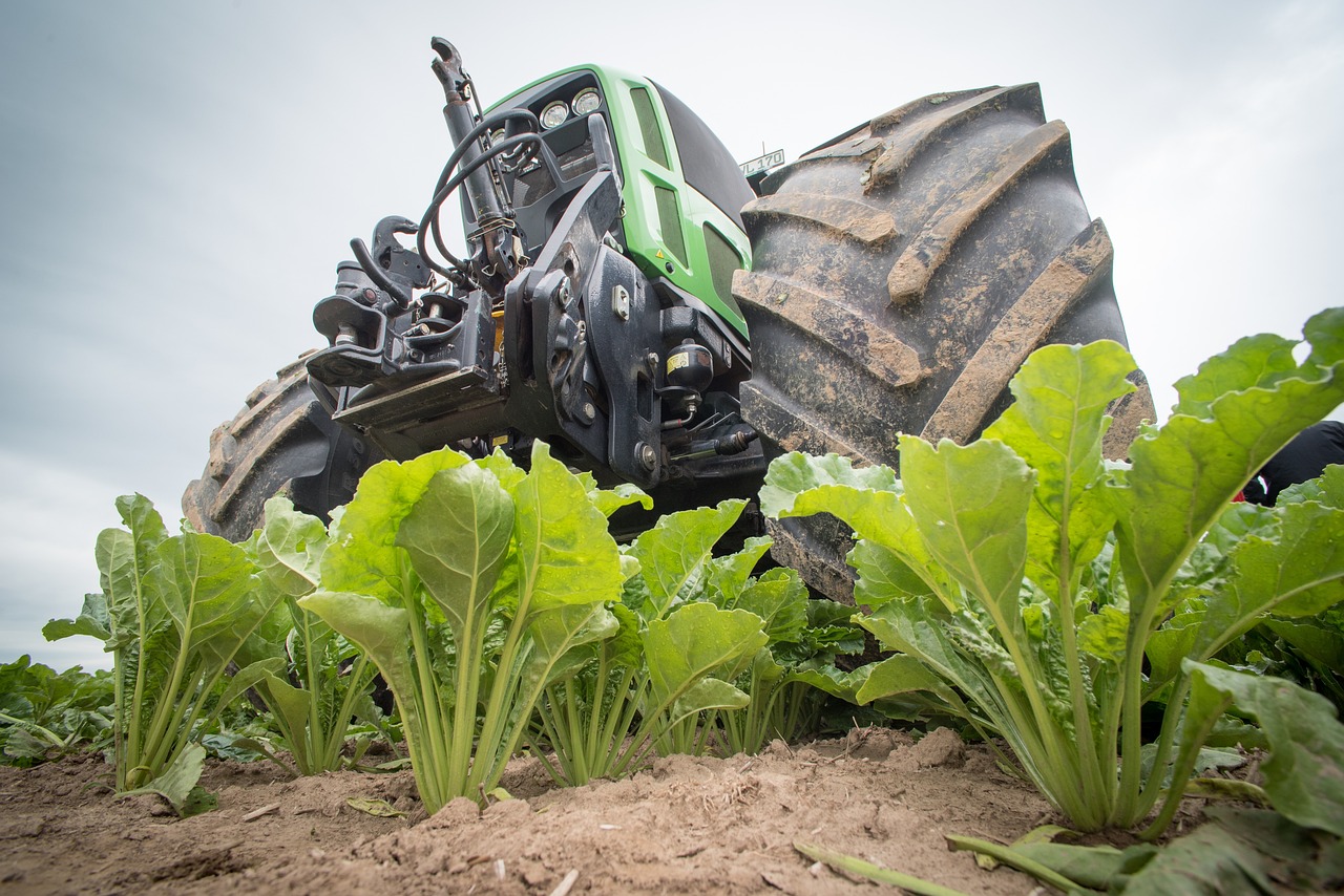 sugar beet, agriculture, tractor-2499863.jpg